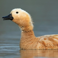 Ruddy Shelduck | 
