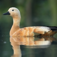 Ruddy shelduck | 