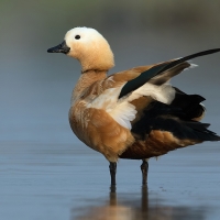 Ruddy shelduck | 