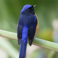 Rufous-bellied Niltava | 