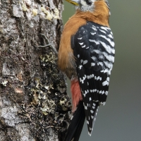 Rufous-bellied Woodpecker | Female