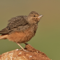 Rufous-tailed lark | 