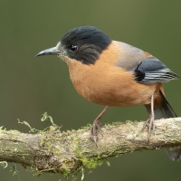 Rufous Sibia | 