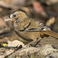 Rufous chinned laughingthrush | 