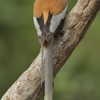 Rufous treepie | 