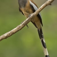 Rufous treepie | 
