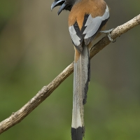 Rufous treepie | 