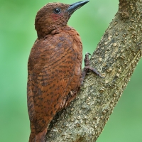 Rufous woodpecker | Male