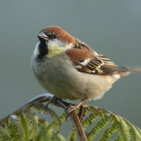 Russet Sparrow | Male