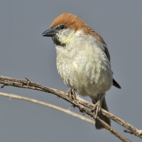 Russet sparrow | Male
