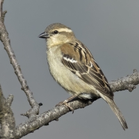 Russet sparrow | Female