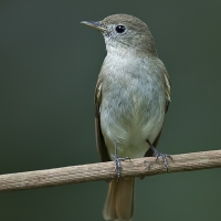 Rusty-tailed flycatcher | 
