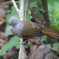Rusty - fronted Barwing | 