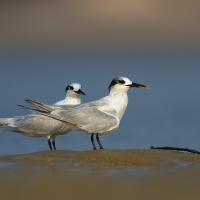 Sandwich tern | 