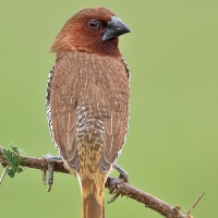 Scaly-bellied munia | 