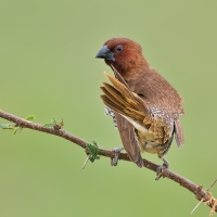 Scaly-bellied munia | 