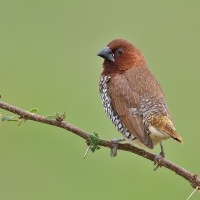 Scaly-bellied munia | 