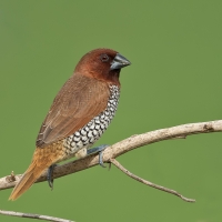 Scaly-bellied munia | 