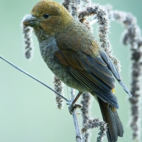 Scarlet Finch | Female