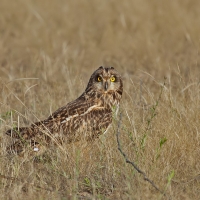 Short-eared owl | 