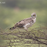 Short-toed Snake Eagle | 