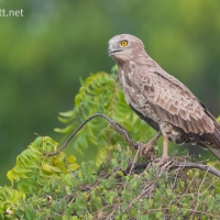 Short-toed Snake Eagle | 