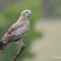Short-toed Snake Eagle | 