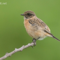 Siberian Stonechat | Male