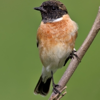 Siberian stonechat | Male