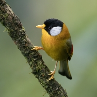 Silver-eared Mesia | 