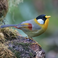Silver-eared Mesia | Male