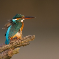 Small blue kingfisher | 
