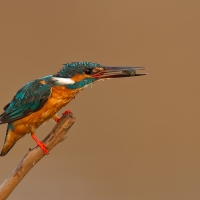 Small blue kingfisher | 