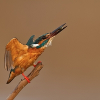 Small blue kingfisher | 