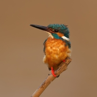 Small blue kingfisher | 