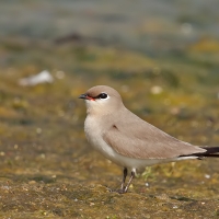 Small pratincole | 