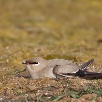 Small pratincole | 