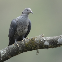 Speckled Wood Pigeon | 