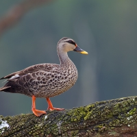 Spot-billed duck | 