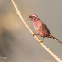 Spot-winged Rosefinch | Male