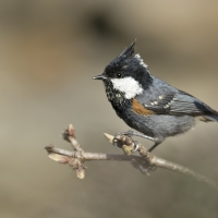 Spot-winged tit | 