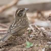 Spot winged rose-finch | Female