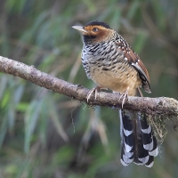 Spotted Laughingthrush | 