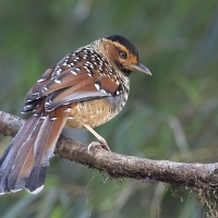 Spotted Laughingthrush | 