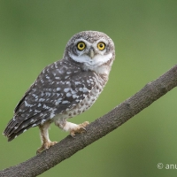 Spotted Owlet | 