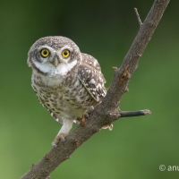 Spotted Owlet | 