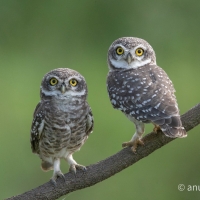 Spotted Owlet | 