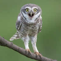 Spotted Owlet | 