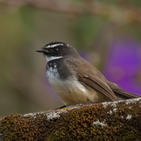 Spotted fantail | 