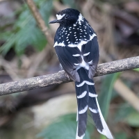 Spotted forktail | 